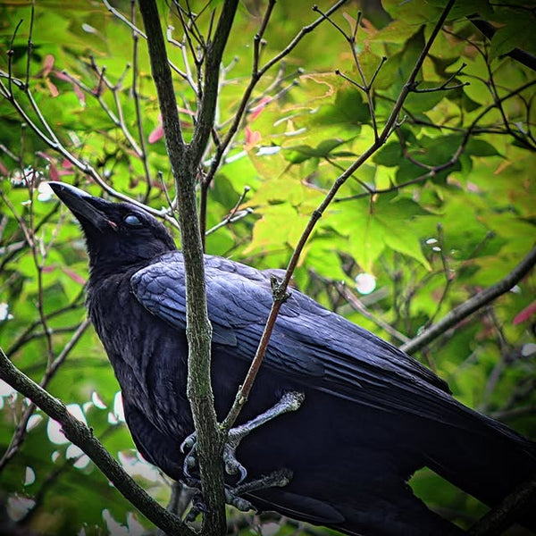 Instagram image