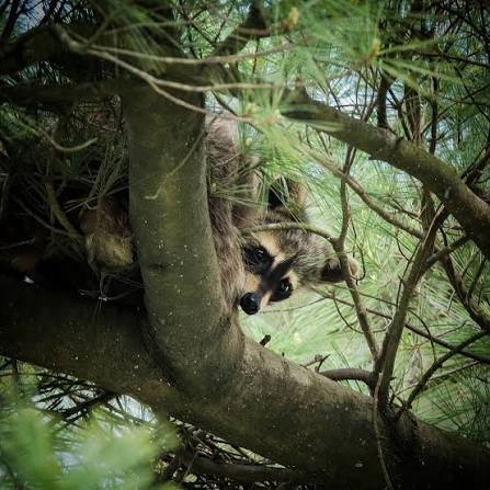 Instagram image